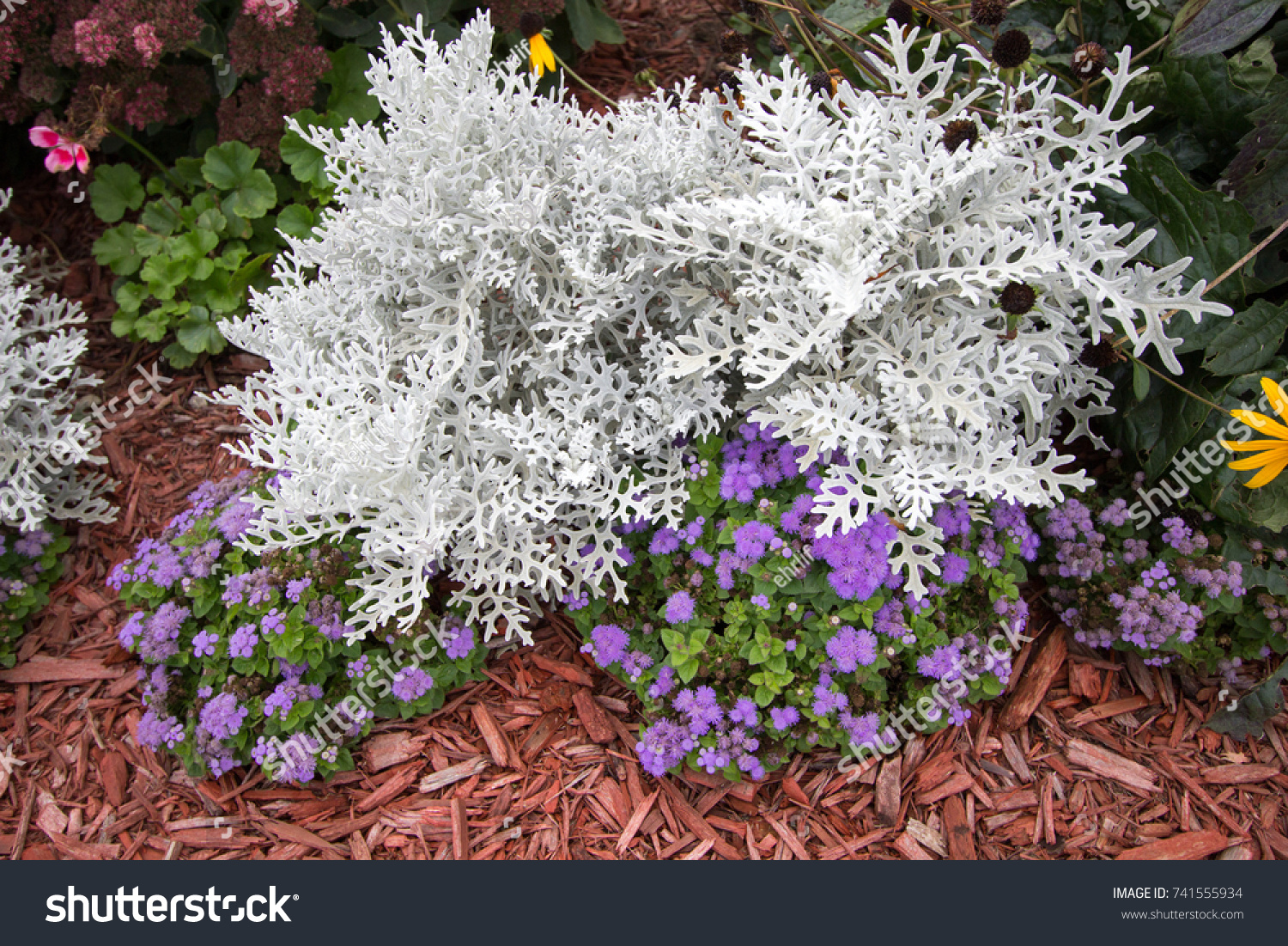 Summer Garden Annuals Background. Dusty Miller plant surrounded by colorful annuals. Dusty Miller is a hardy shade annual that is deer and pest resistant. #741555934