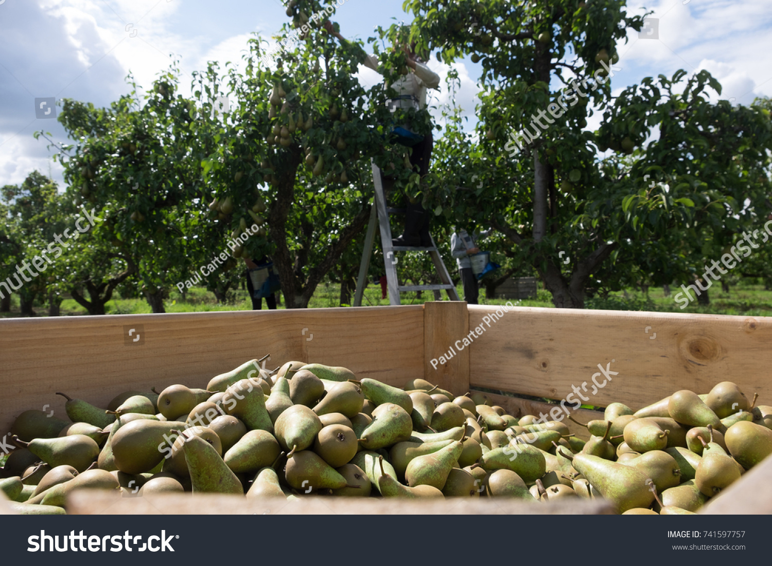 Pears in wooden crate #741597757