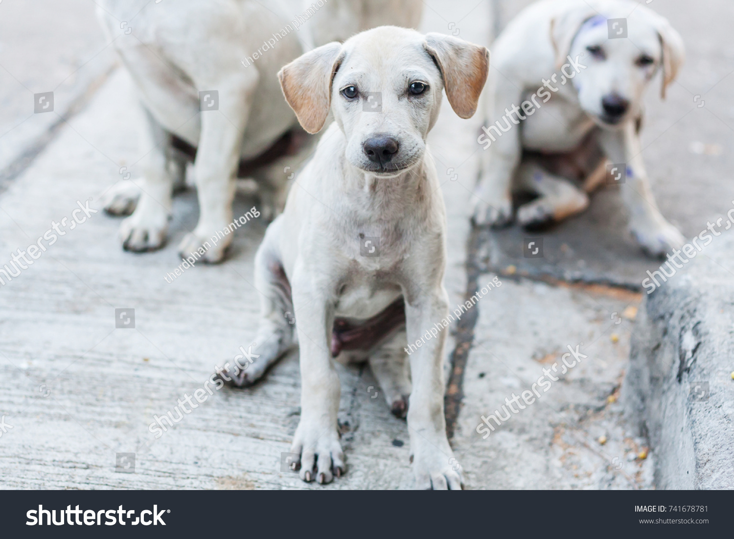 Stray dogs sit on the floor with sad eyes and look at the camera, Selective focus. #741678781
