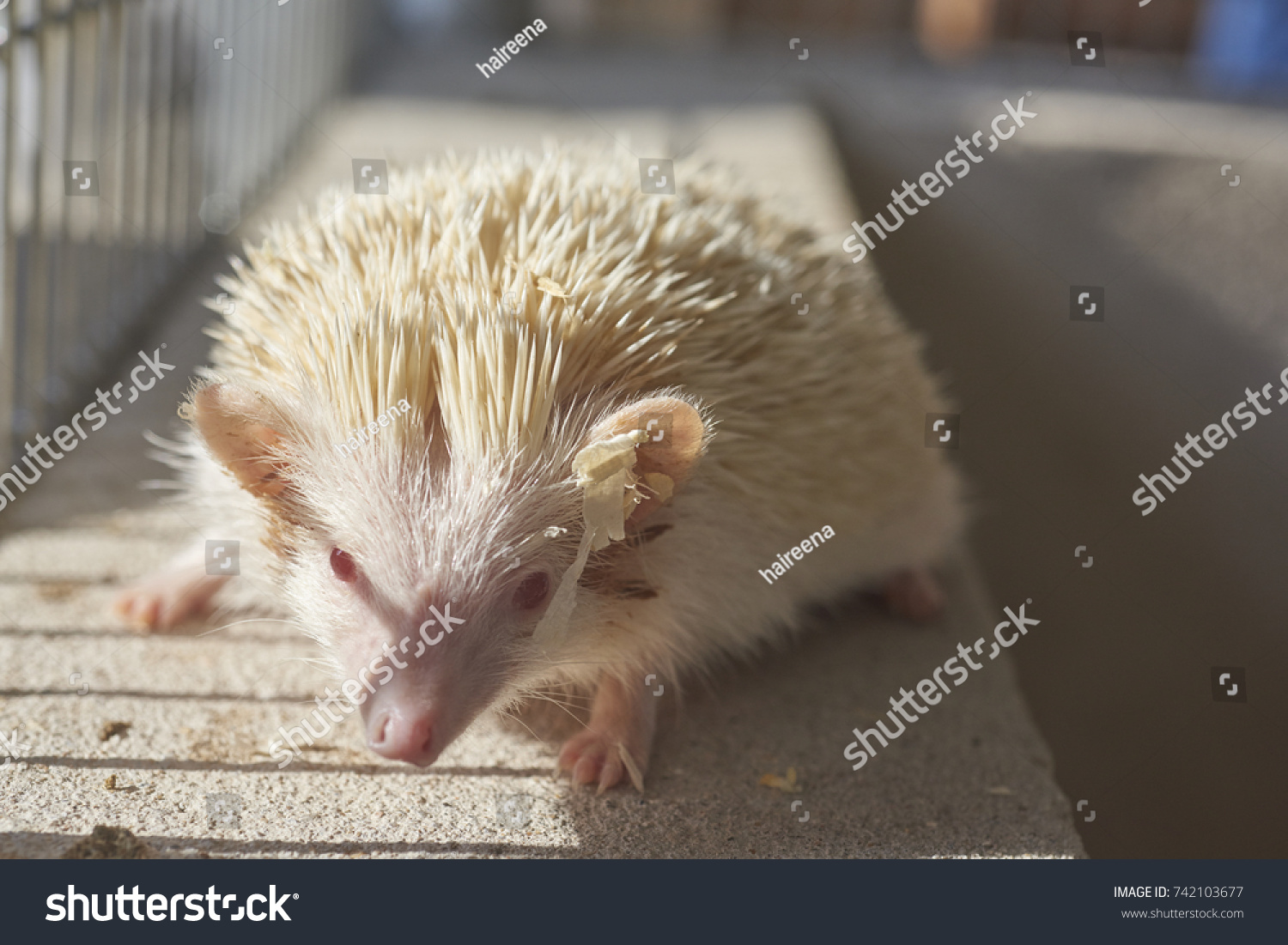 A hedgehog is any of the spiny mammals of the subfamily Erinaceinae, in the eulipotyphlan family Erinaceidae. #742103677
