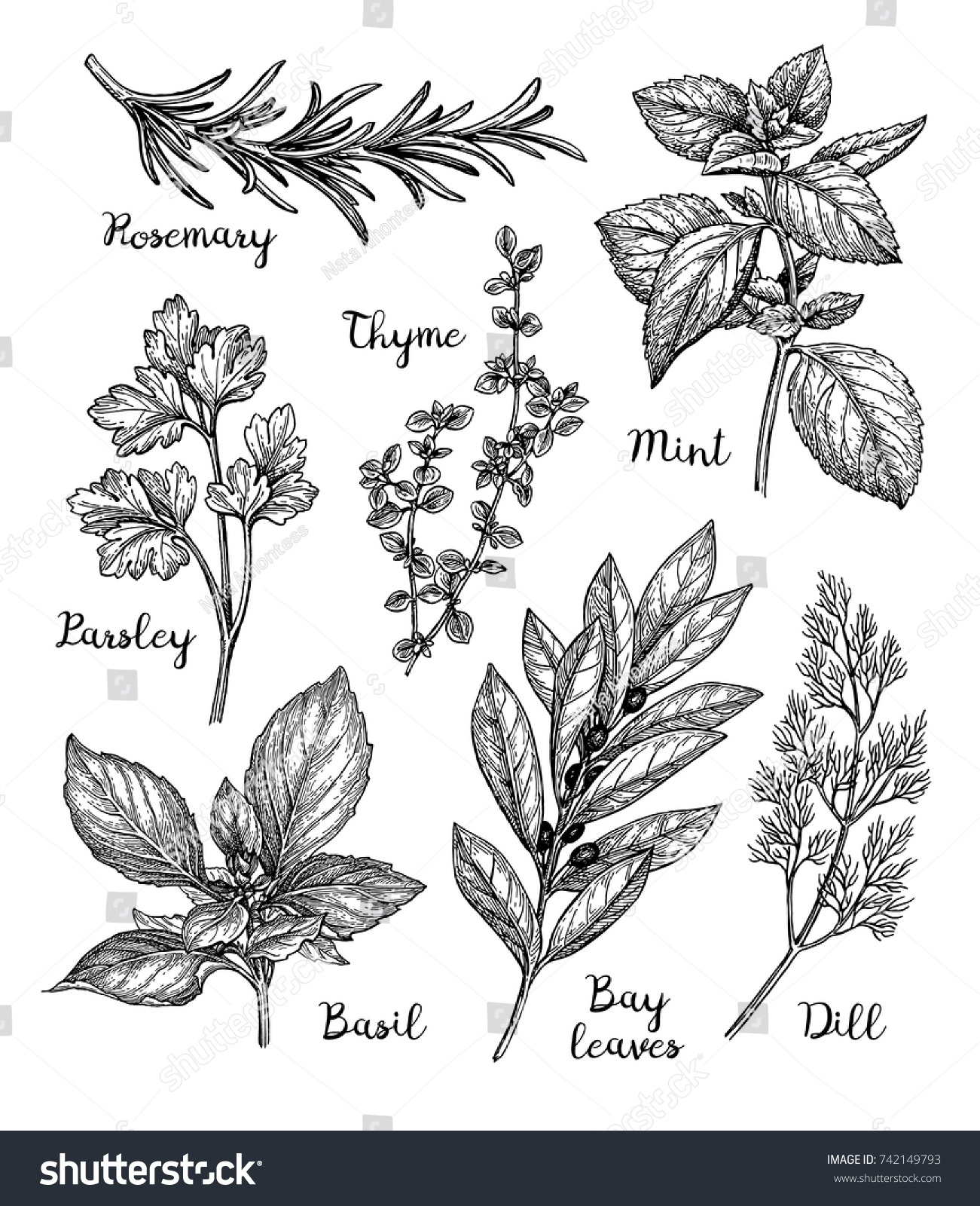 Herbs set. Ink sketch isolated on white background. Hand drawn vector illustration. Retro style. #742149793