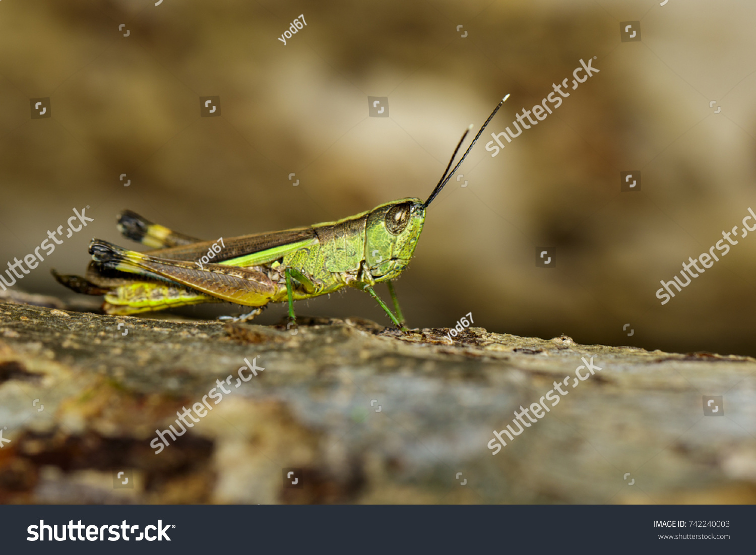 Image of sugarcane white-tipped locust (Ceracris fasciata) on the natural background. Insect. Animal. Caelifera., Acrididae #742240003