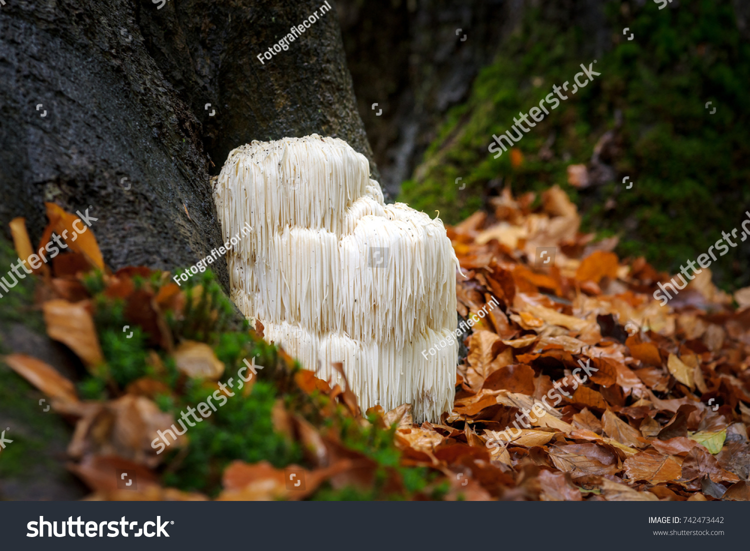 The rare Edible Lion's Mane Mushroom / Hericium Erinaceus / pruikzwam in the Forest. Beautifully radiant and striking with its white color between autumn leaves and the green moss.  #742473442