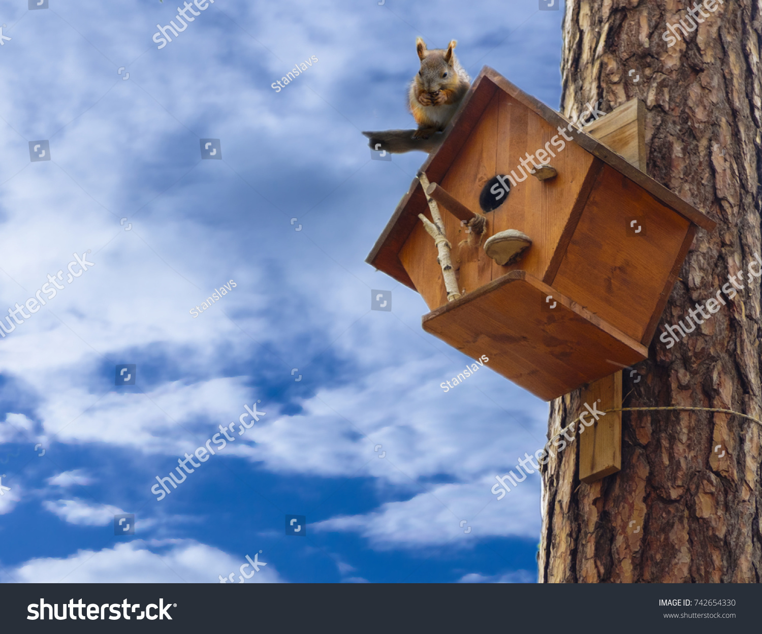 Squirrel on squirrel tree house on a background of blue with clouds. Squirrel in the Park eating a nut. #742654330