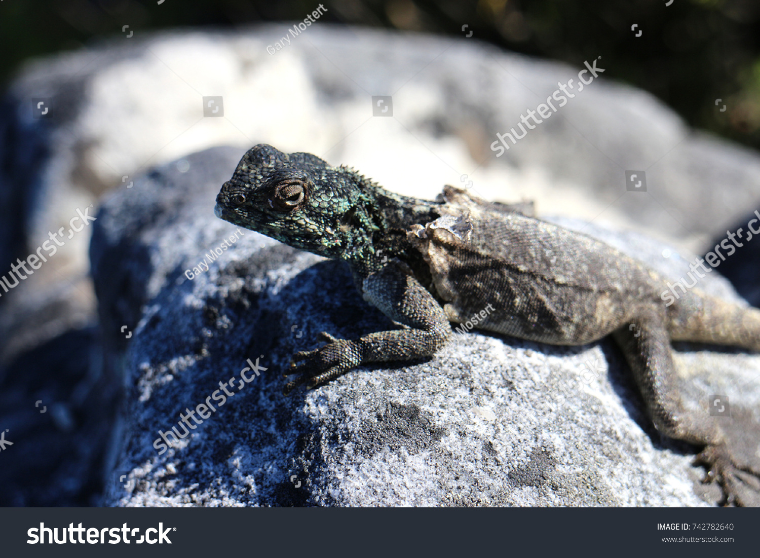 Lizard moulting on a rock #742782640