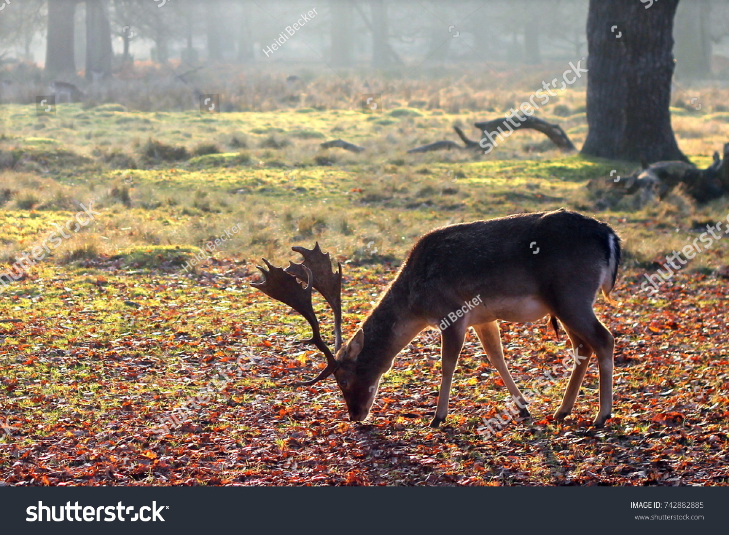 A deer feeding at Dunham Massey National Trust, England - Autumn/Winter #742882885