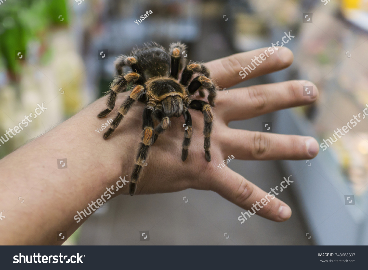 big spider tarantula sits crawling on the man's arm #743688397