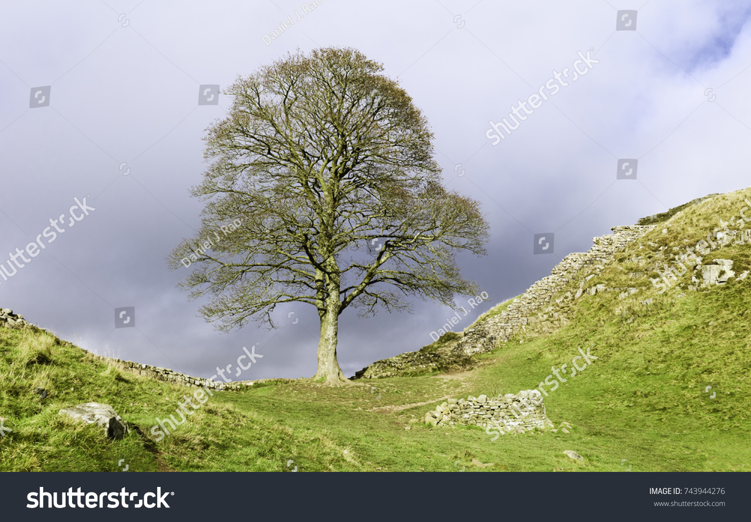 Hexham, Northumberland, UK. Sycamore tree in autumn with a view of Hadrian's Wall along contours of hills and a a bright clouded sky in Northumberland National Park near Hexham, Northumberland, UK. #743944276