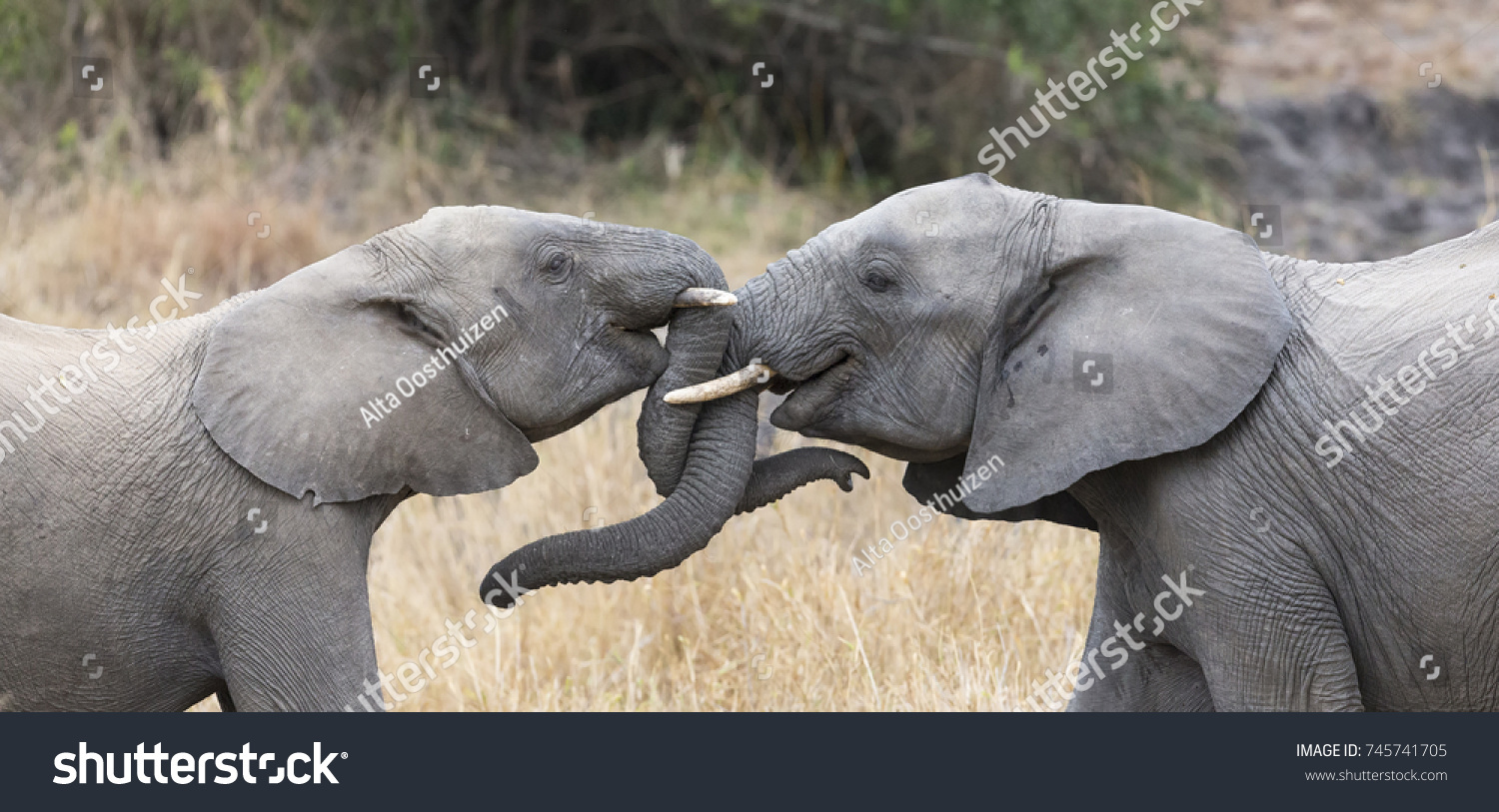 Two elephant greet affectionate with curling and touching trunks #745741705