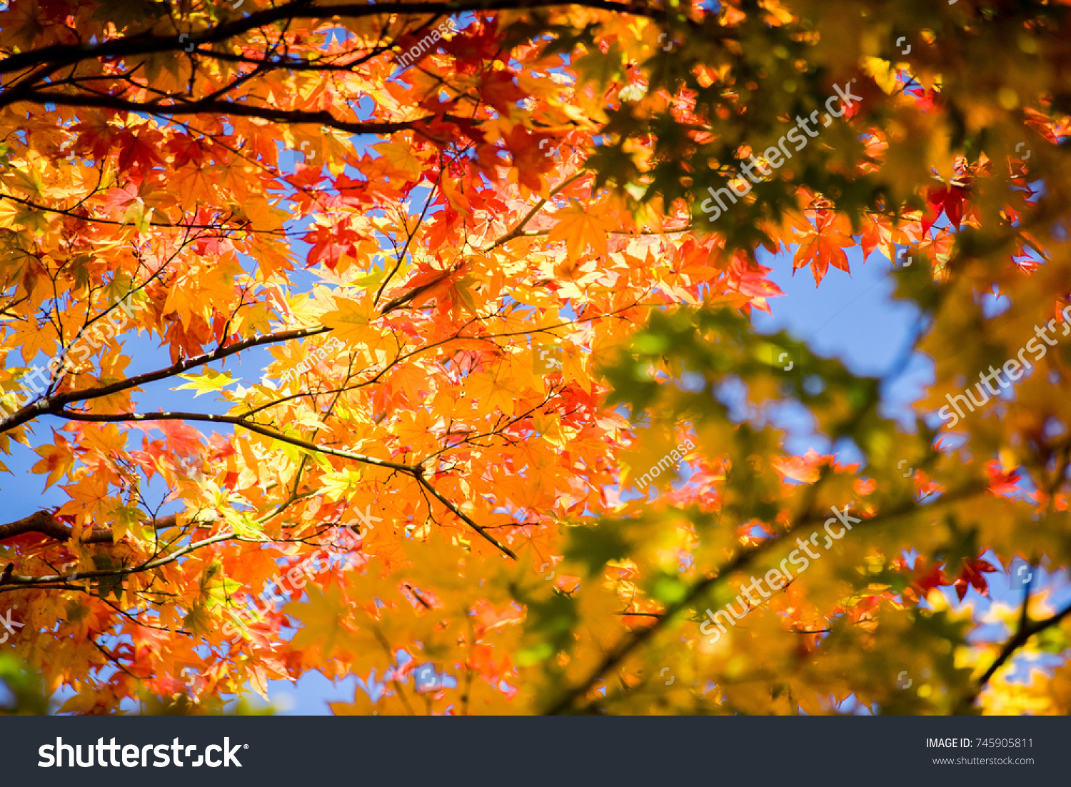 Autumn leaves #745905811