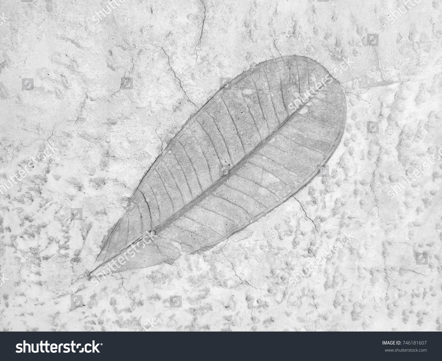 The leaf imprint on the cement floor background #746181607