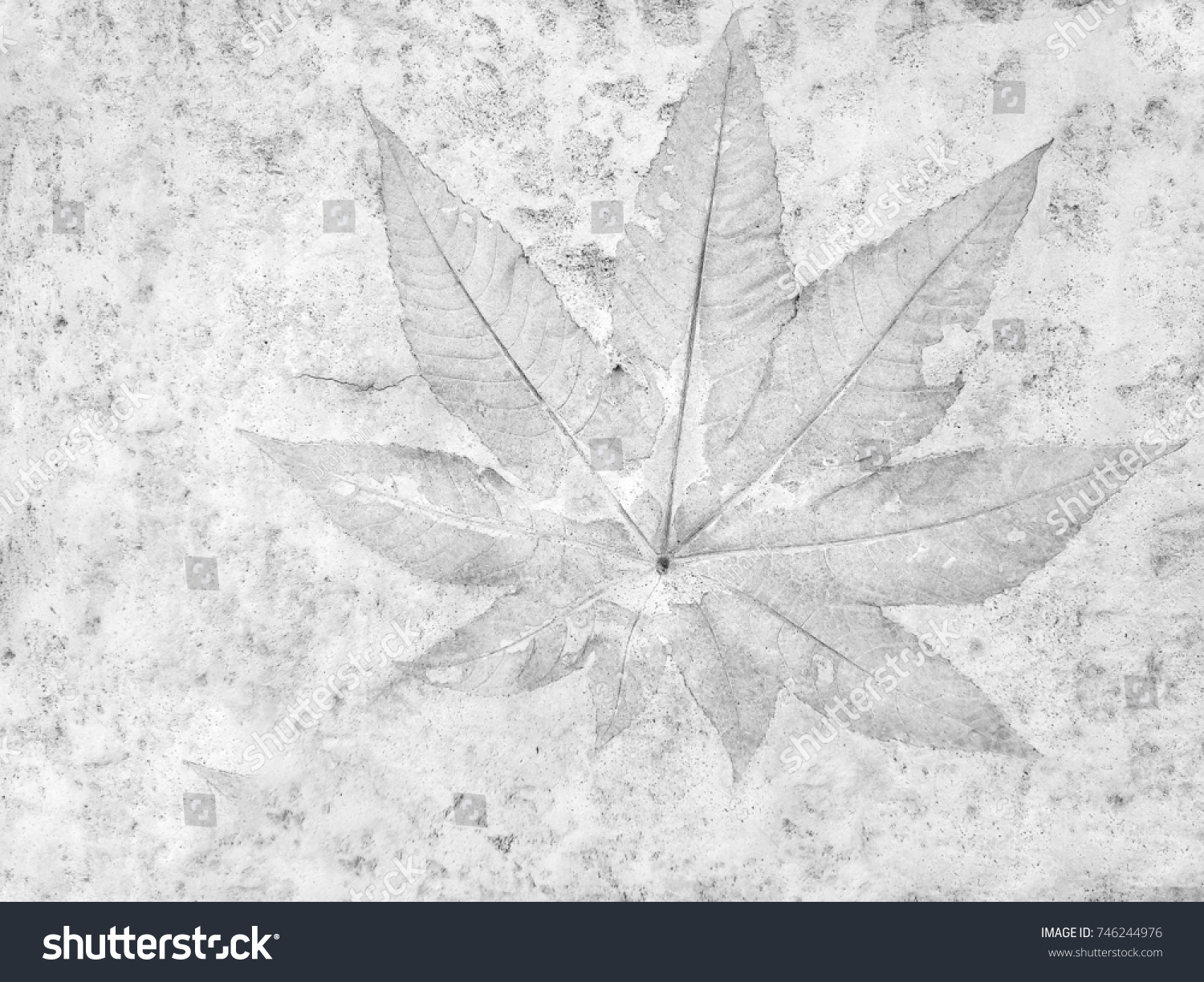The leaf imprint on the cement floor background #746244976