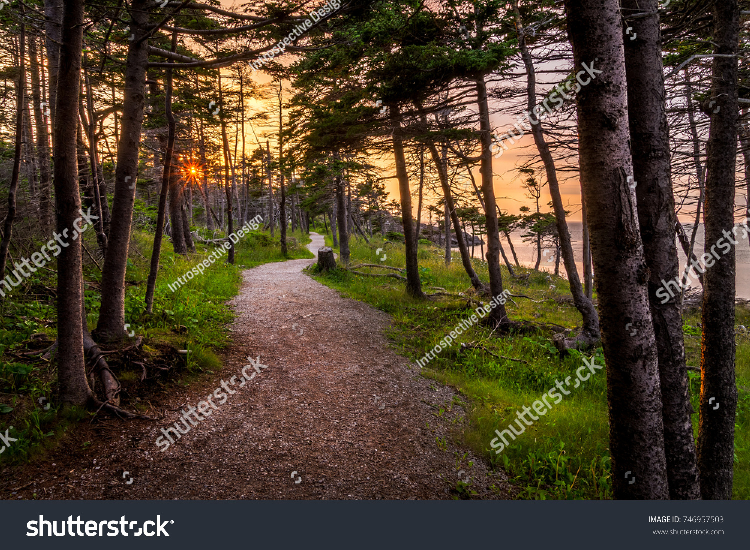 Sunset path through wooded area on Newfoundlands West coast. canada #746957503