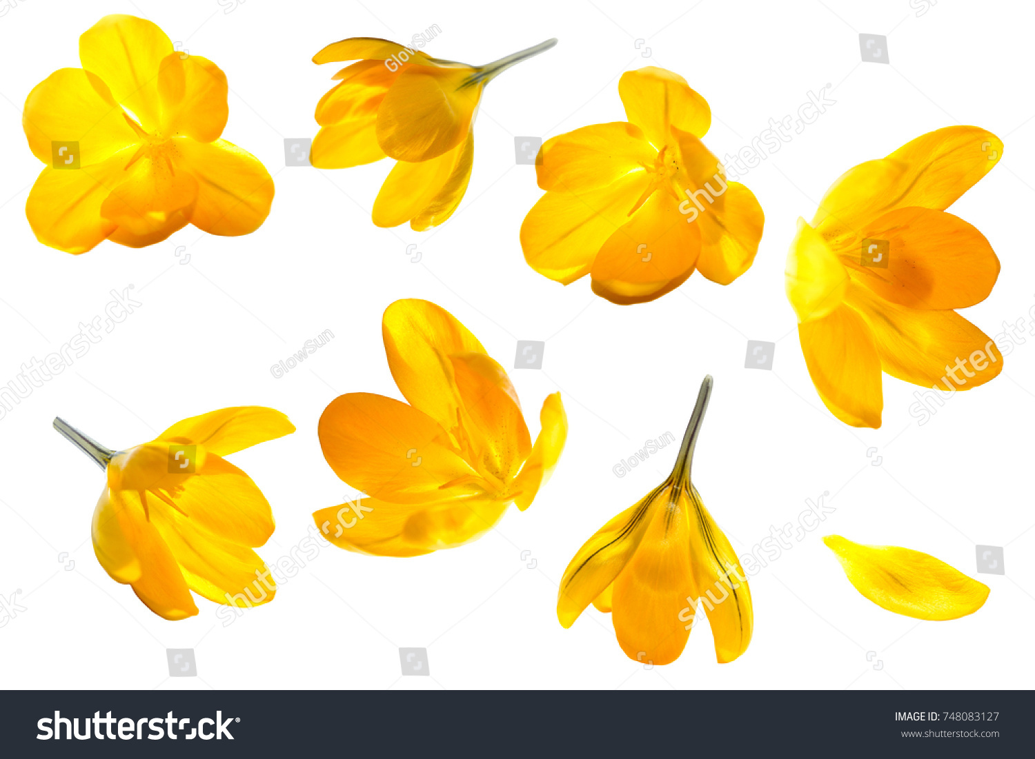 Crocus yellow flower isolated set on white background #748083127