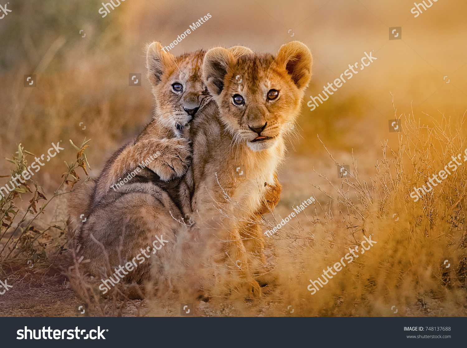lion cubs playing #748137688