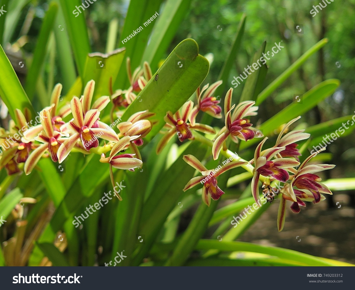 Cymbidium bicolor ,Found from  Thailand  in evergreen broadleaf and in semi-deciduous and deciduous dry lowland forests and savana-bilobed apically leaves that blooms in the spring and summer 
 #749203312