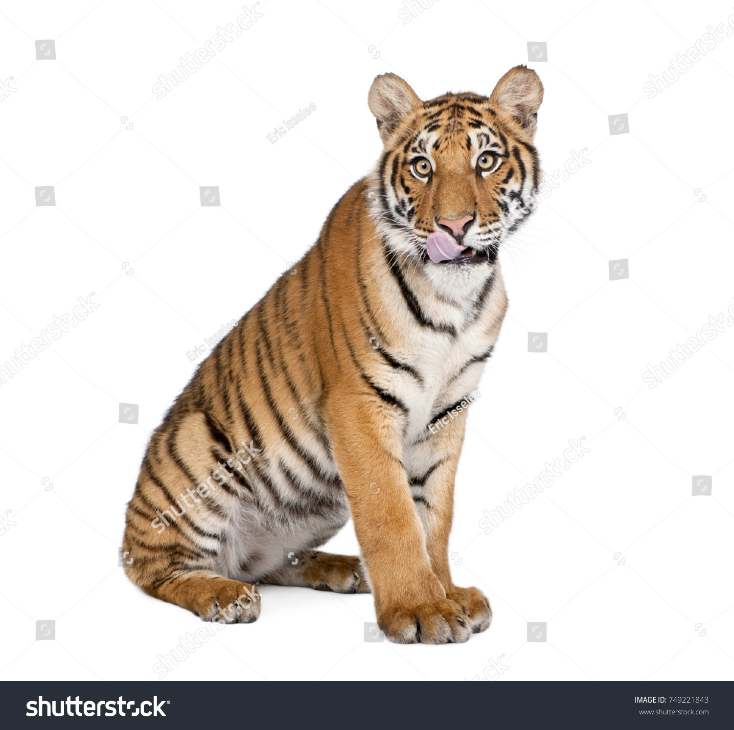 Portrait of Bengal Tiger, Panthera tigris tigris, 1 year old, sitting in front of white background, studio shot #749221843