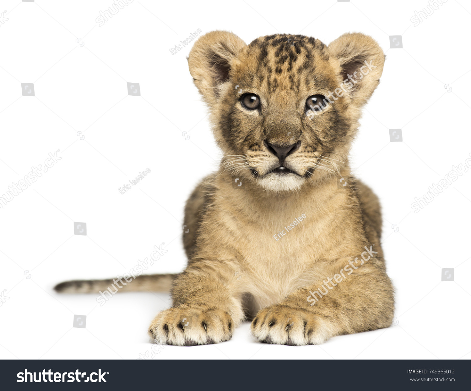 Lion cub lying, looking at the camera, 7 weeks old, isolated on white #749365012