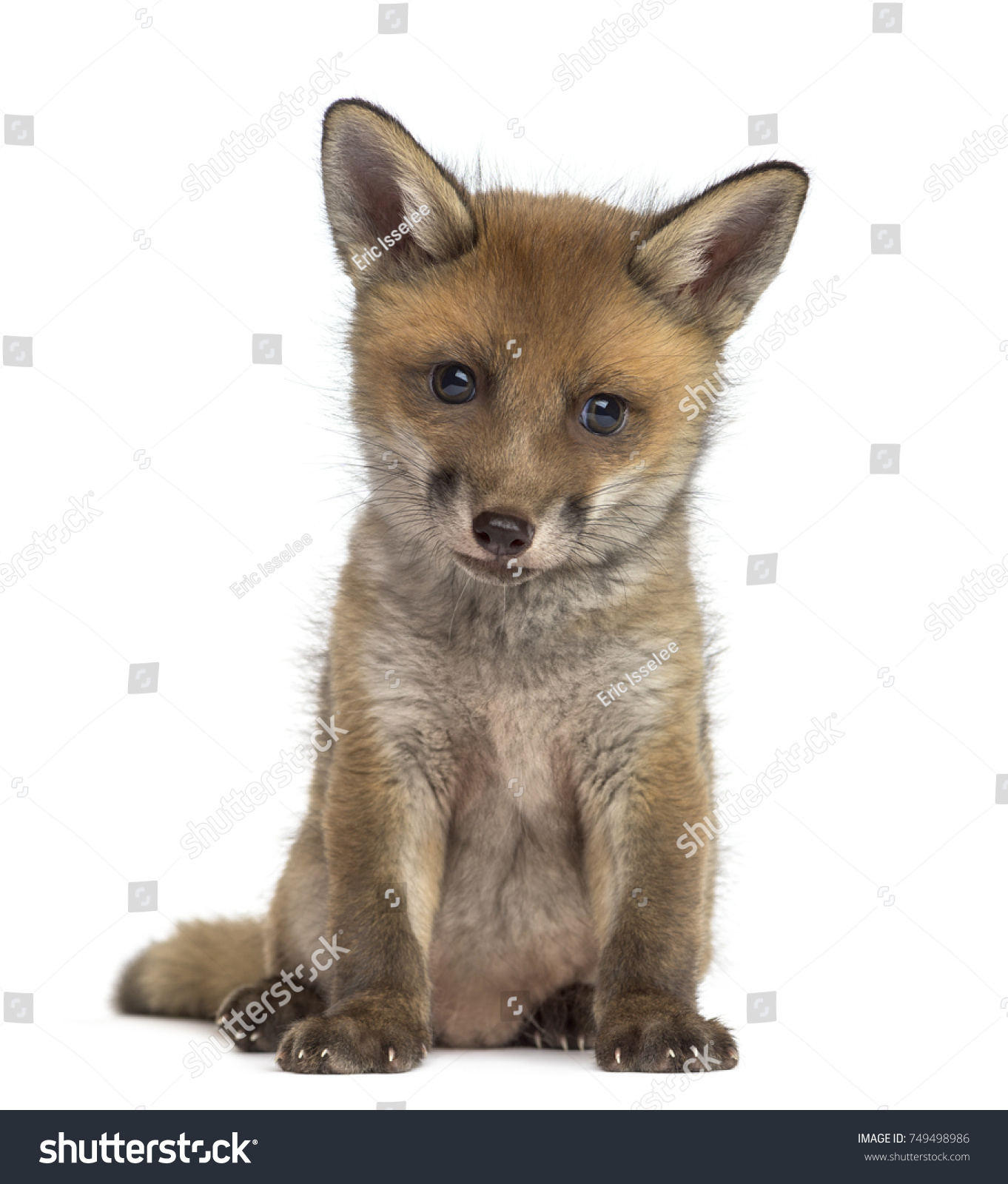 Fox cub (7 weeks old) sitting in front of a white background #749498986