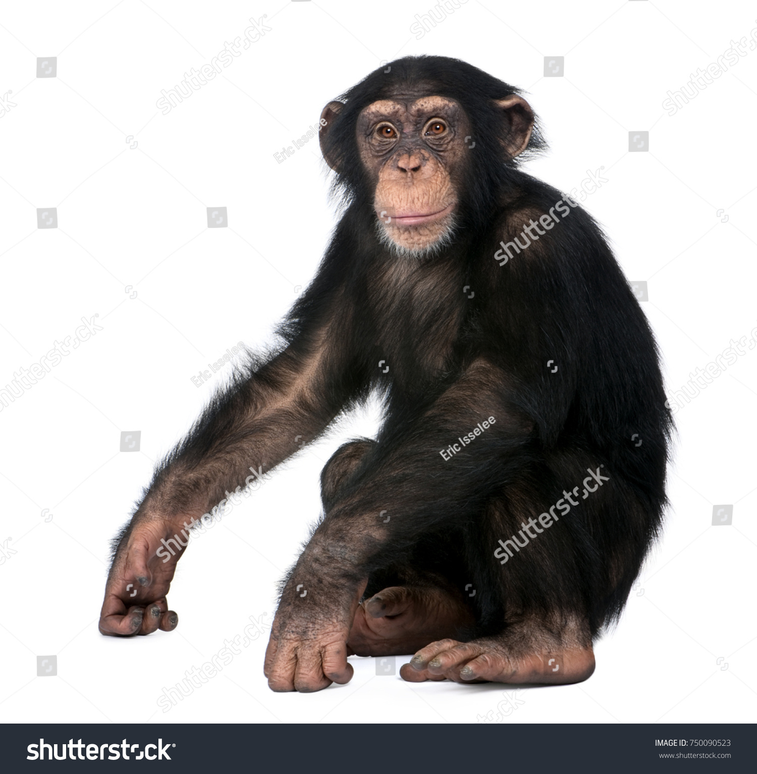 Young Chimpanzee, Simia troglodytes, 5 years old, sitting in front of white background #750090523