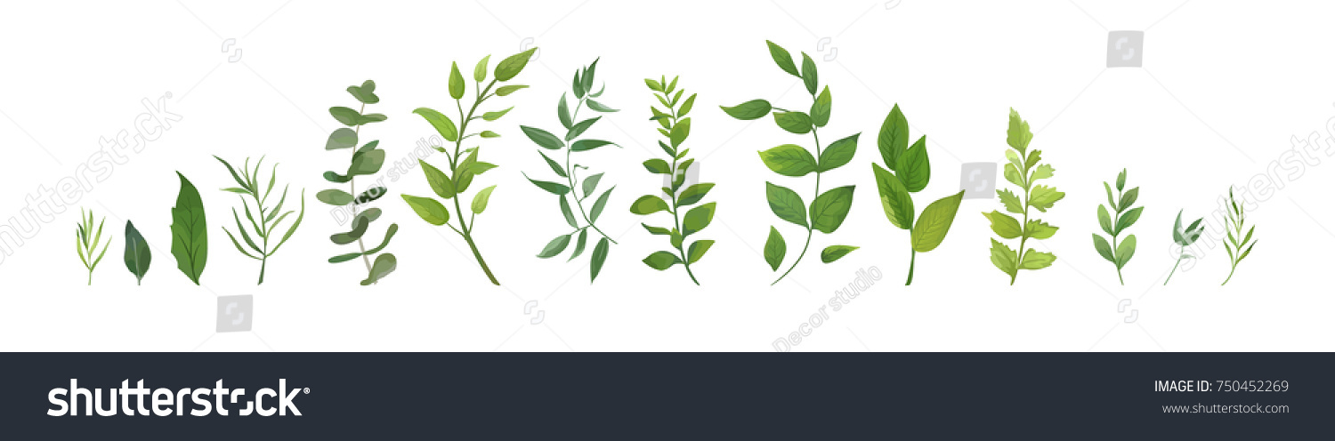 Vector designer elements set collection of green forest fern, tropical green eucalyptus greenery art foliage natural leaves herbs in watercolor style. Decorative beauty elegant illustration for design #750452269