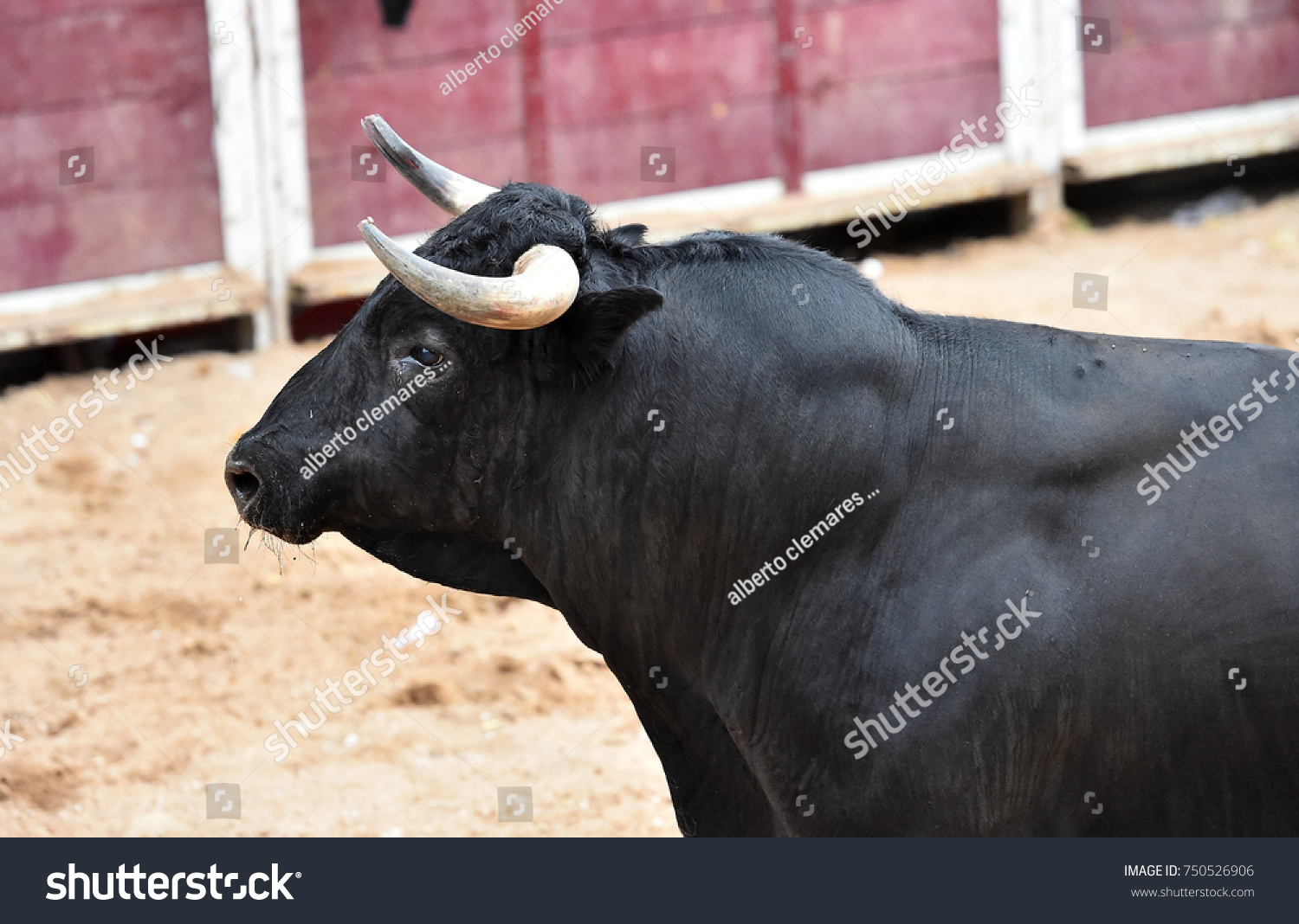 bull #750526906