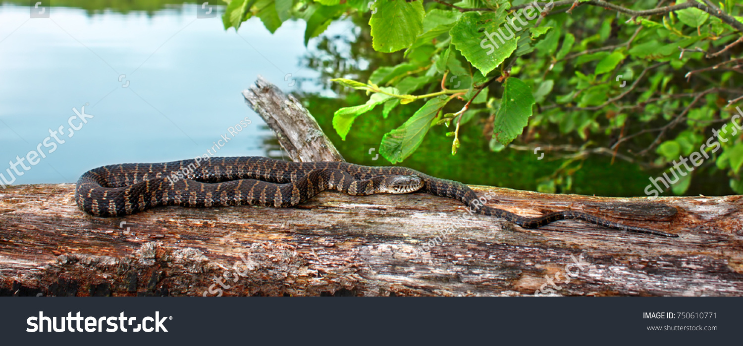 Northern Water Snake (Nerodia sipedon) basking over a lake in Wisconsin #750610771