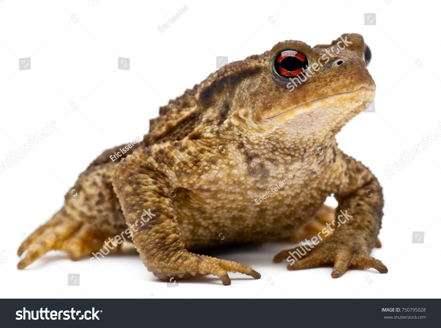 Common toad or European toad, Bufo bufo, in front of white background #750795028
