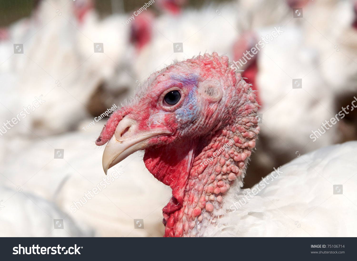Domesticated free range turkeys on a farm in Illinois #75106714