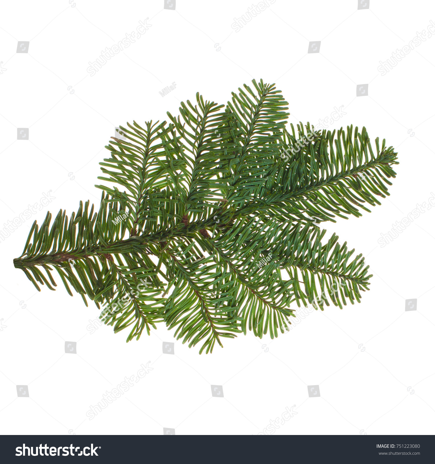 Evergreen Christmas Tree Twig Isolated on White Background. Green Fir on White #751223080
