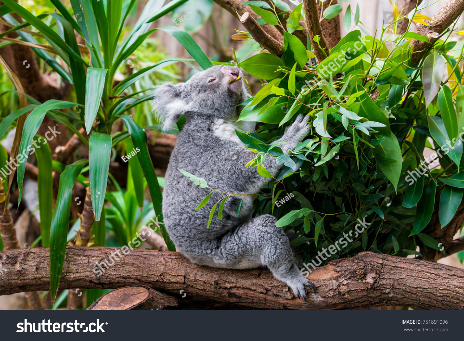 Koala Bear. koala on eucalyptus tree #751891096