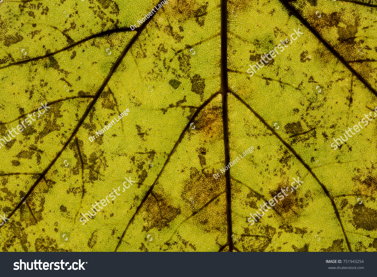 Maple or oak leaf with leaf veins #751943254