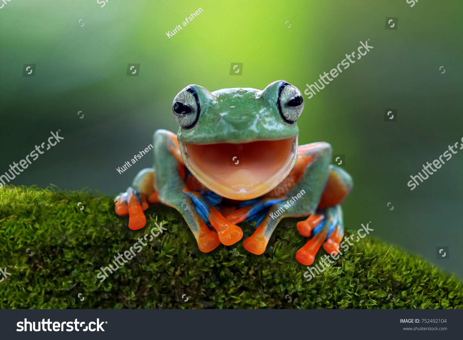 Tree frog, Flying frog laughing, animal closeup #752492104
