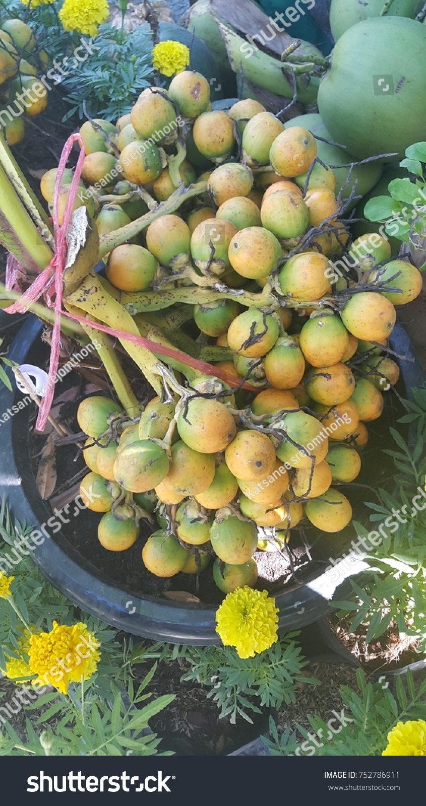 Ripe Areca nut  in  Asia market.the Areca nut is not a true nut ,but rather a fruit categorized as a berry. It is commercially available in dried,cured and fresh forms. #752786911