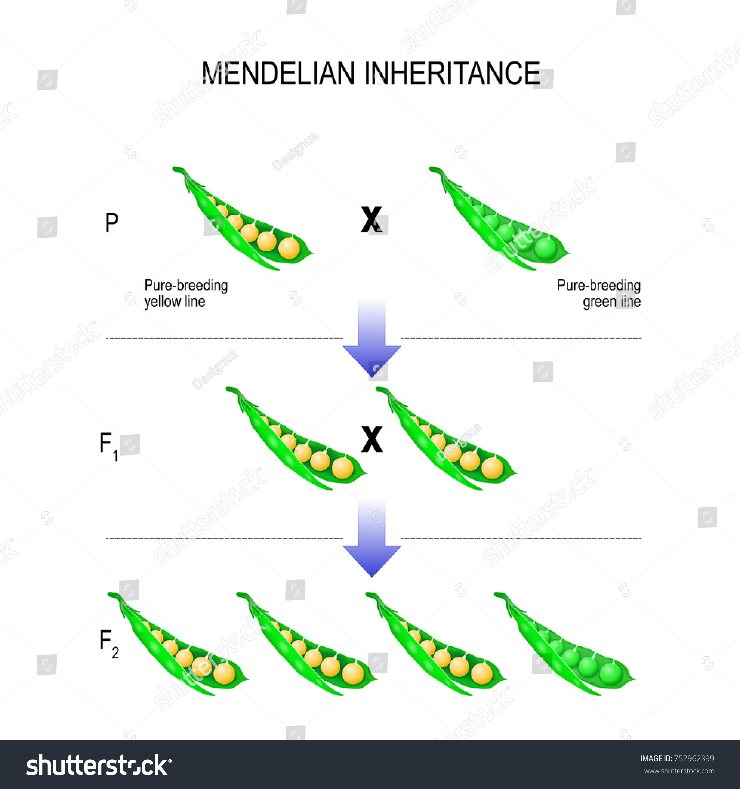 Mendelian Inheritance Model Of Mendels Laws Royalty Free Stock