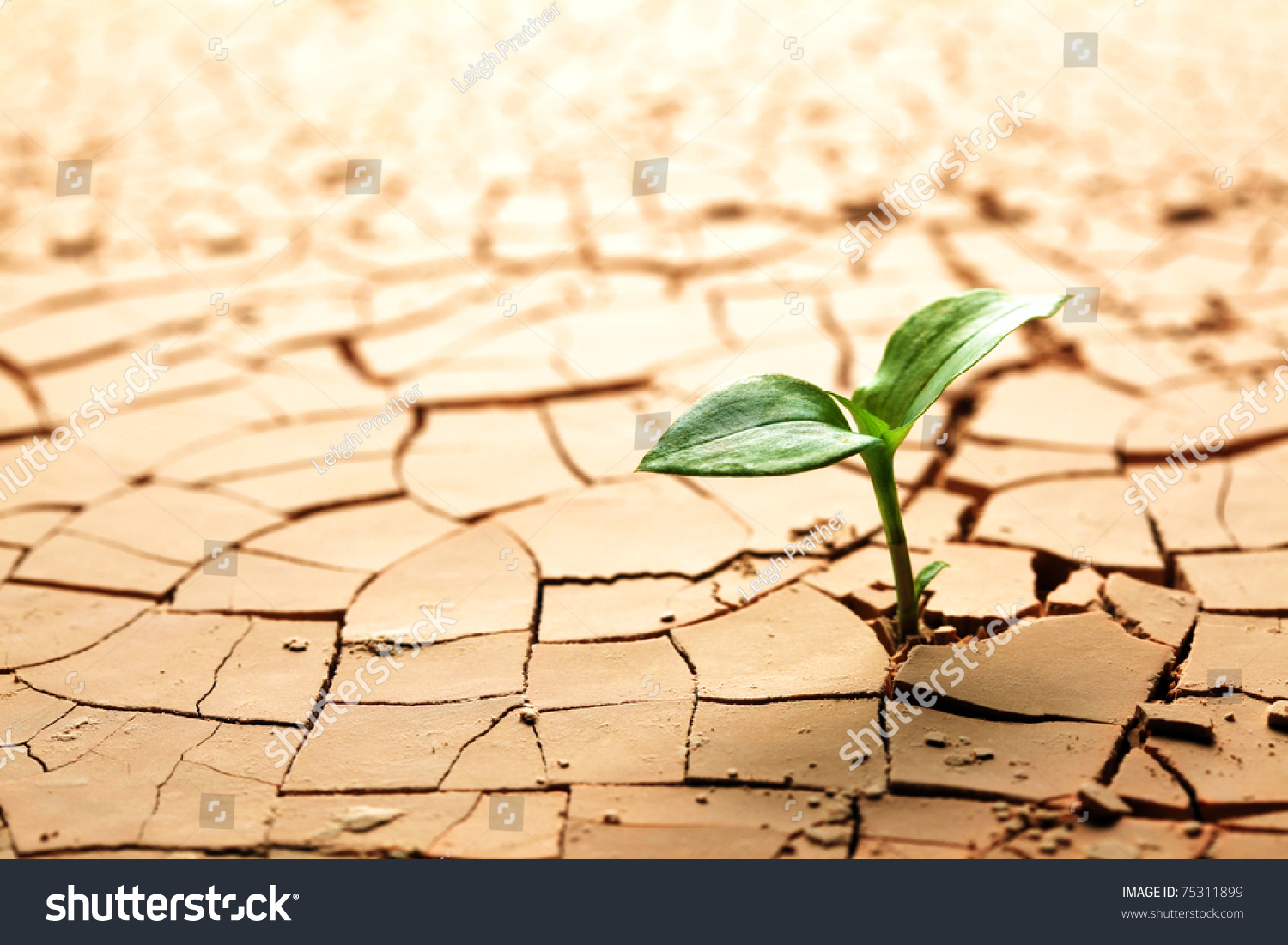 Plant in dried cracked mud #75311899