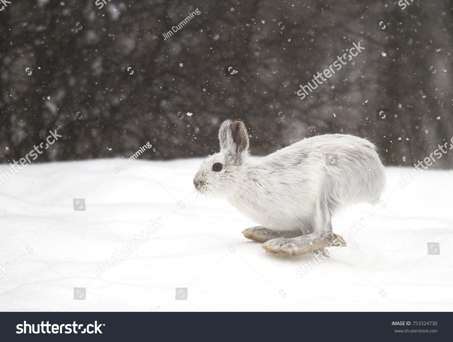 White Snowshoe hare or Varying hare running in the falling snow in Canada
 #753324730