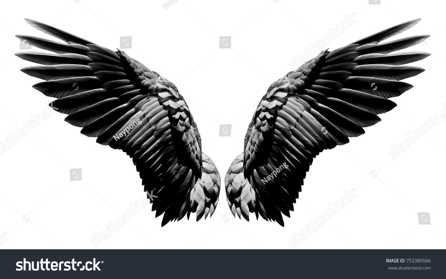 Angel wings, Natural black wing plumage isolated on white background with clipping part #753380566