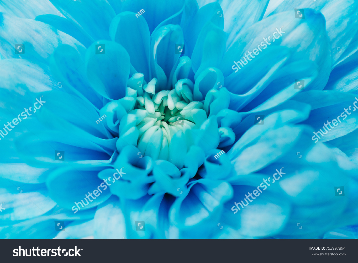 beautiful macro flowers blue color is lying on a white table #753997894