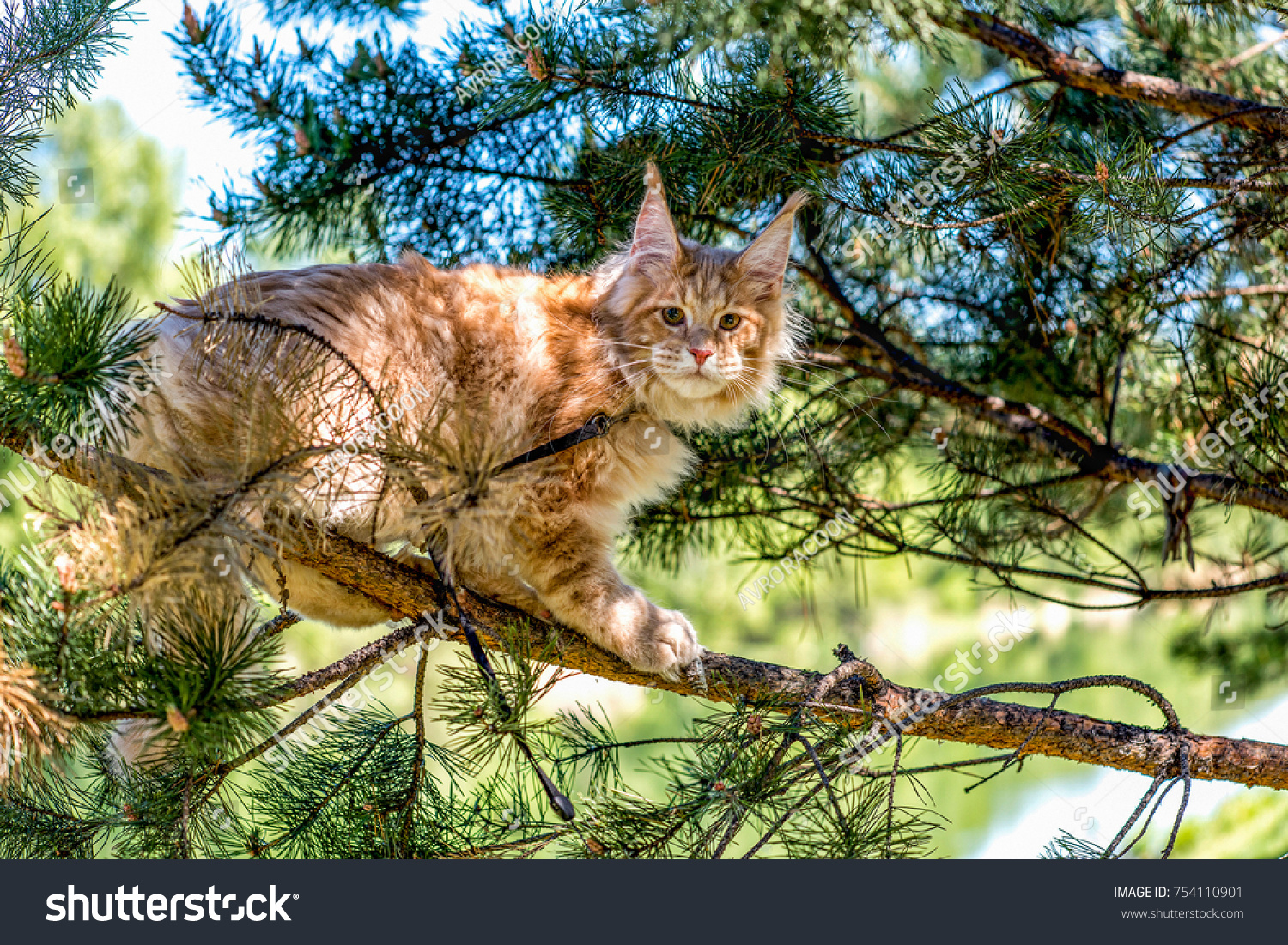 A very big American maine coon kitten with high ears sitting on a tree on a summer day in the woods. #754110901