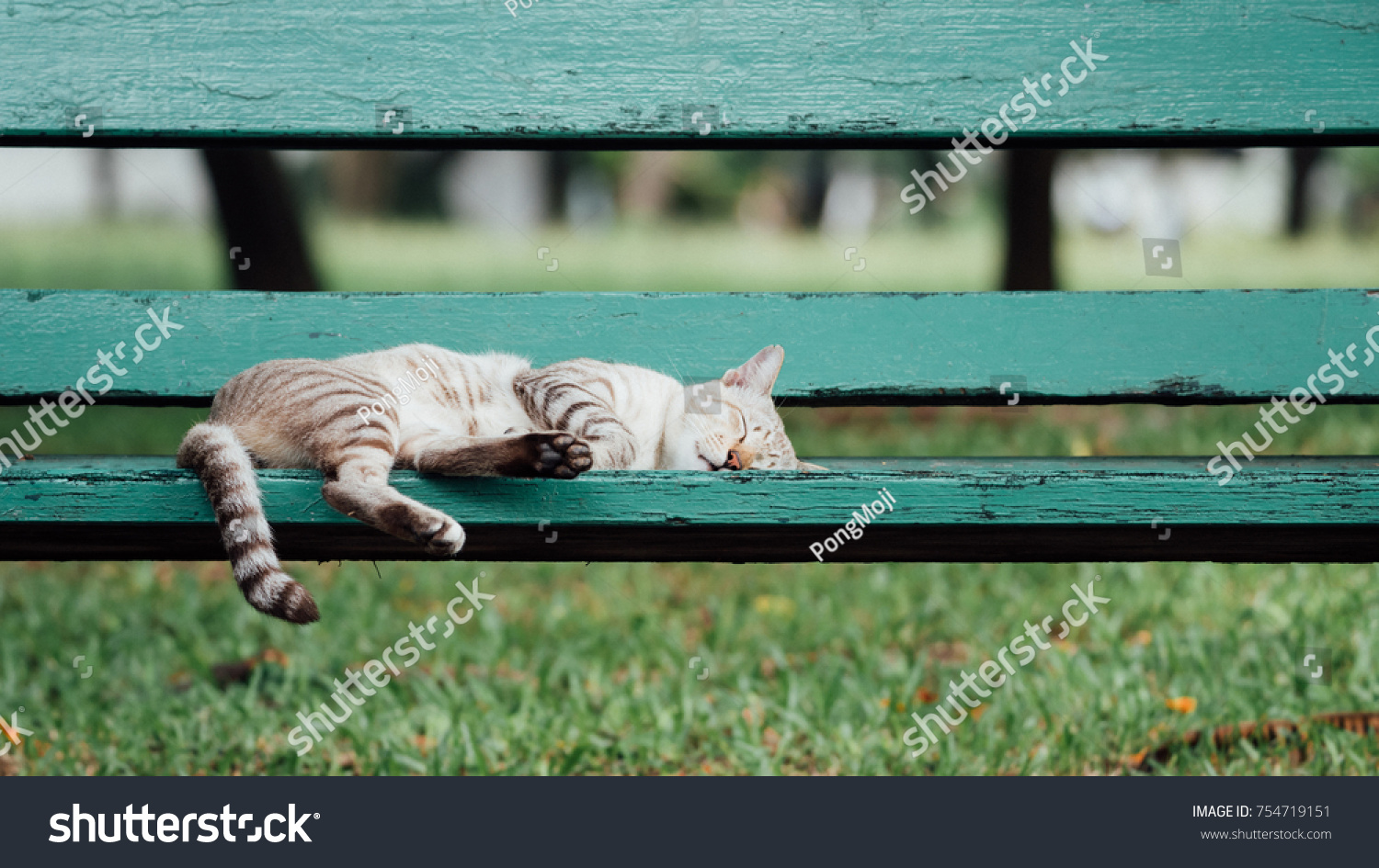 Cat is a animal type mammal and pet so cute gray color sleeping for relax on a outdoor green wooden chair at park with green nature #754719151
