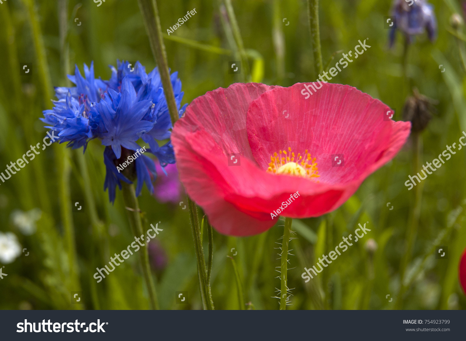 Cornflower and poppy flowers #754923799