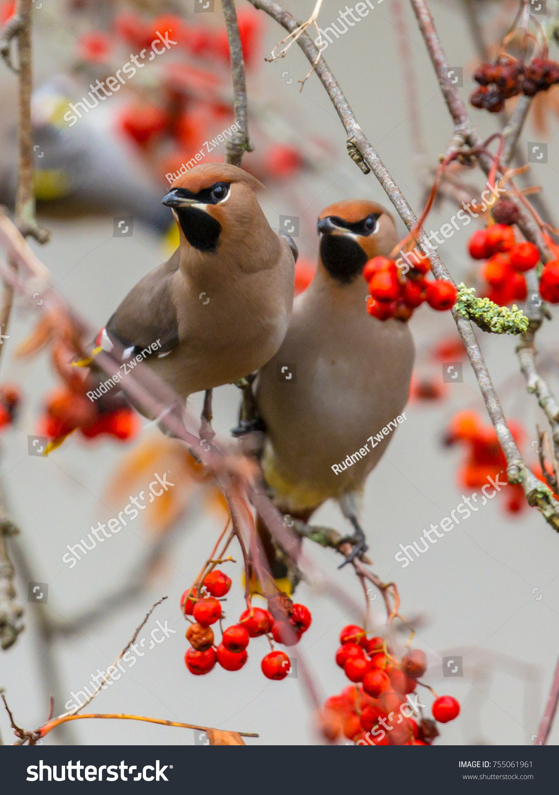 The Bohemian waxwing (Bombycilla garrulus) is a starling-sized passerine bird that breeds in the northern forests of Eurasia and North America and migrates south in winter #755061961