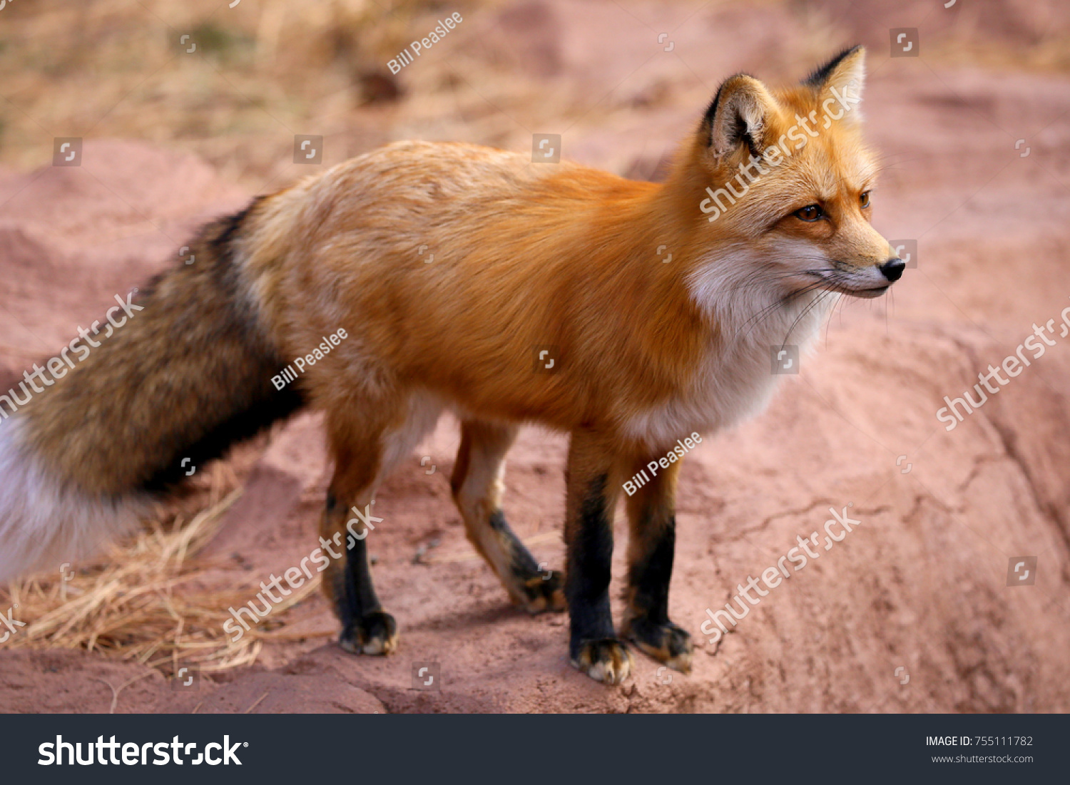Red Fox Fennec Fox #755111782