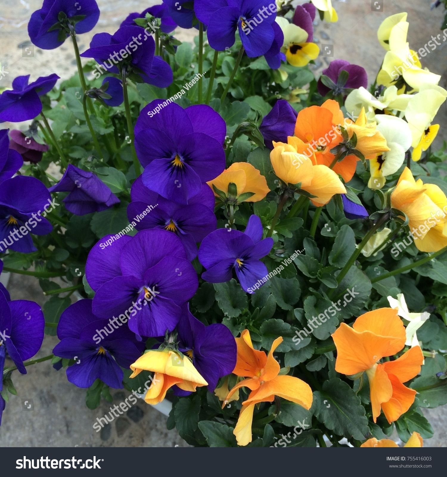 Pansies are one of the most popular and recognizable cool weather annuals. The names 'pansy' and 'viola' are often used interchangeably. #755416003
