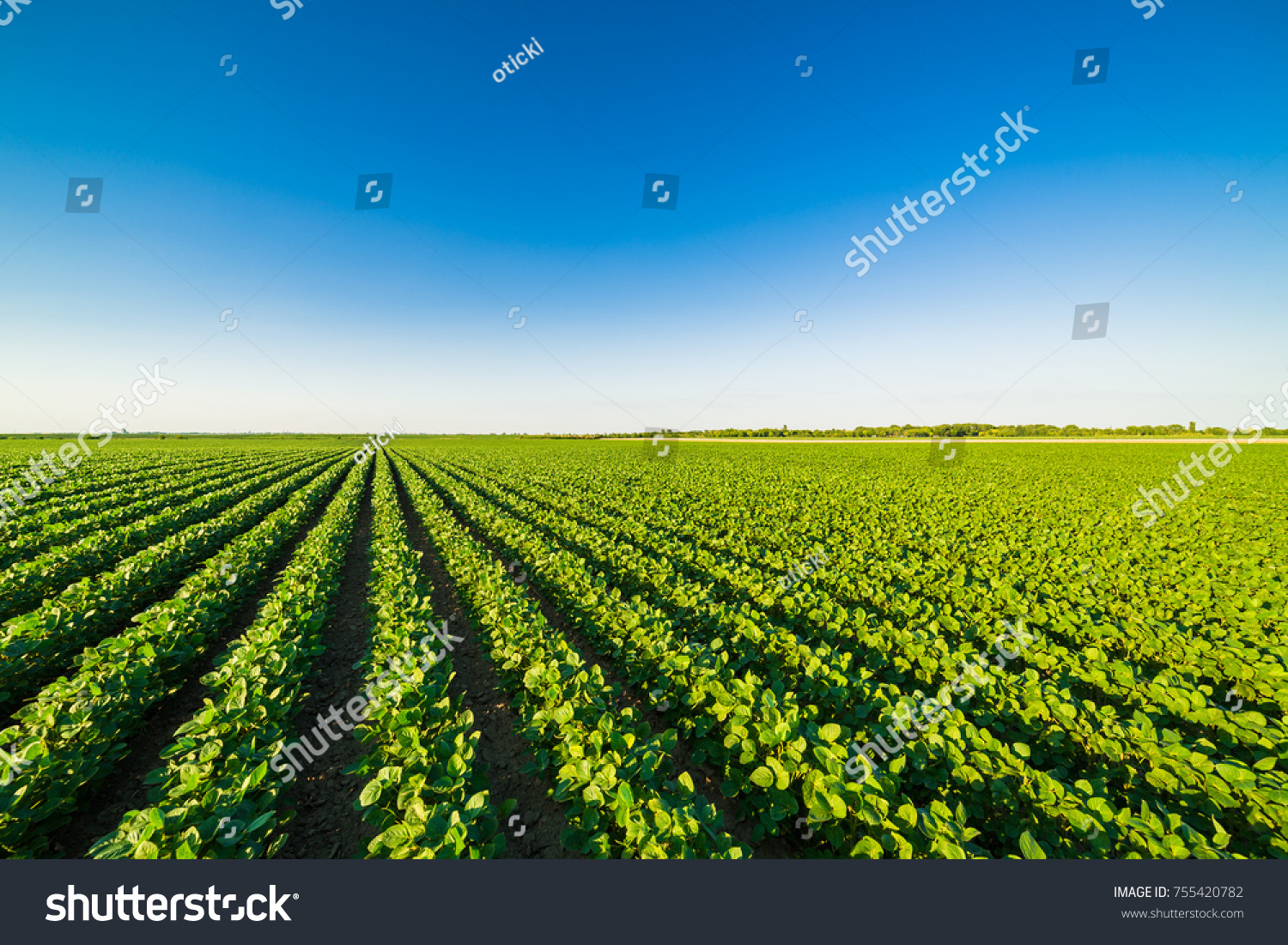 Green ripening soybean field, agricultural landscape #755420782