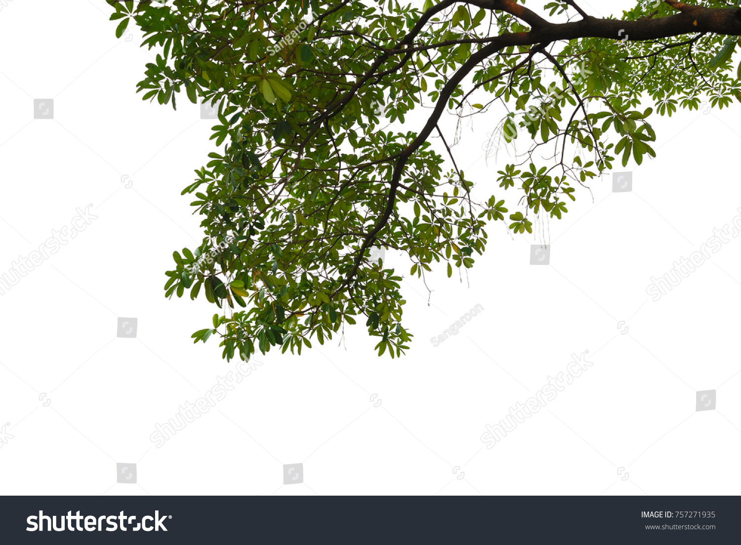 Tree leaves and branch pendant foreground isolated on white for park or garden decorative with clipping path, (Alstonia scholaris, White cheesewood, Black board tree) #757271935