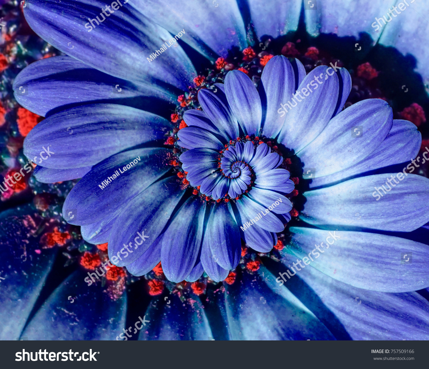 Blue camomile daisy flower spiral abstract fractal effect pattern background. Blue violet navy flower spiral abstract pattern fractal. Incredible flowers pattern round circle spirally background #757509166