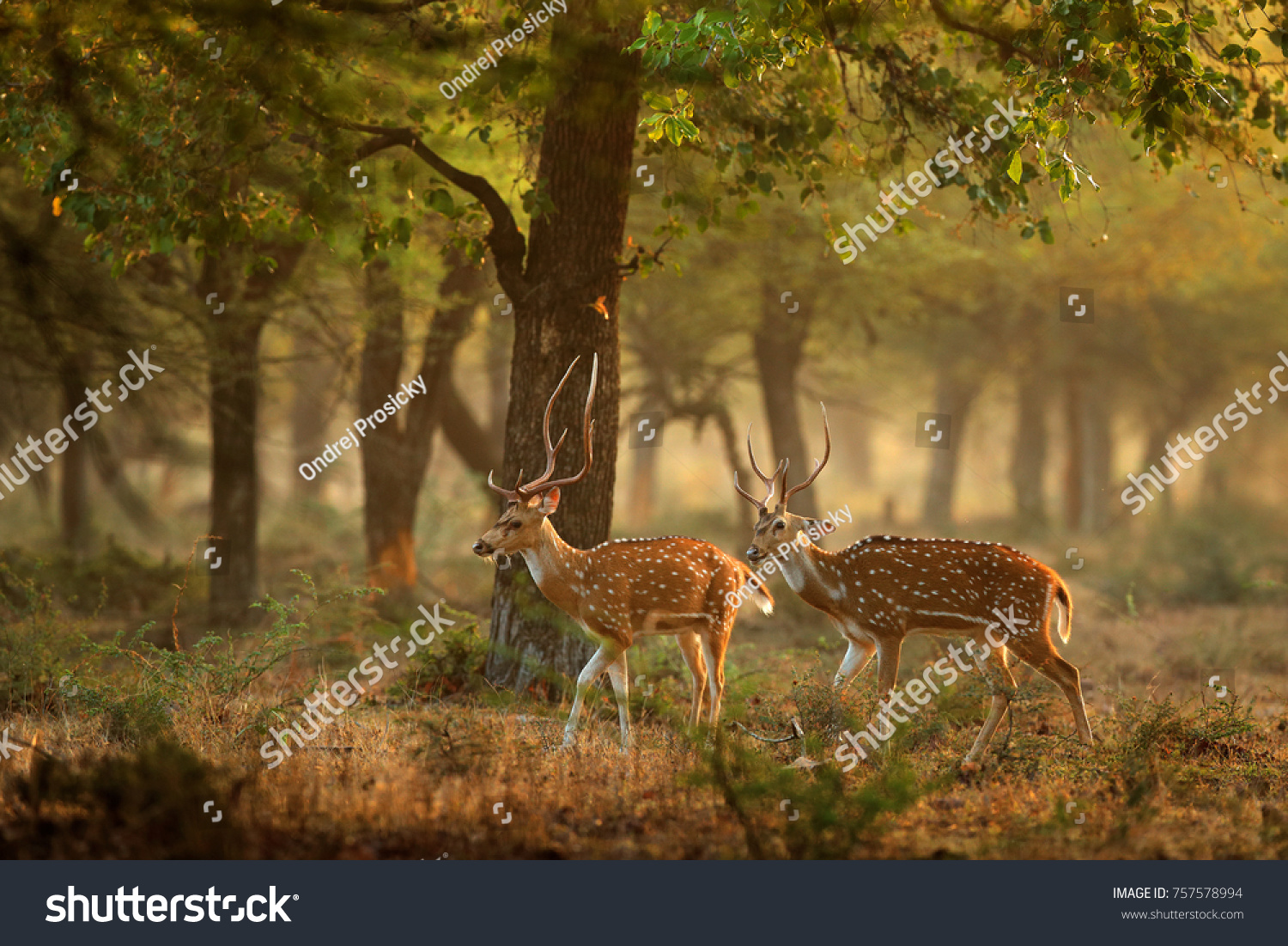 Chital or cheetal, Axis axis, spotted deers or axis deer in nature habitat. Bellow majestic powerful adult animals. #757578994