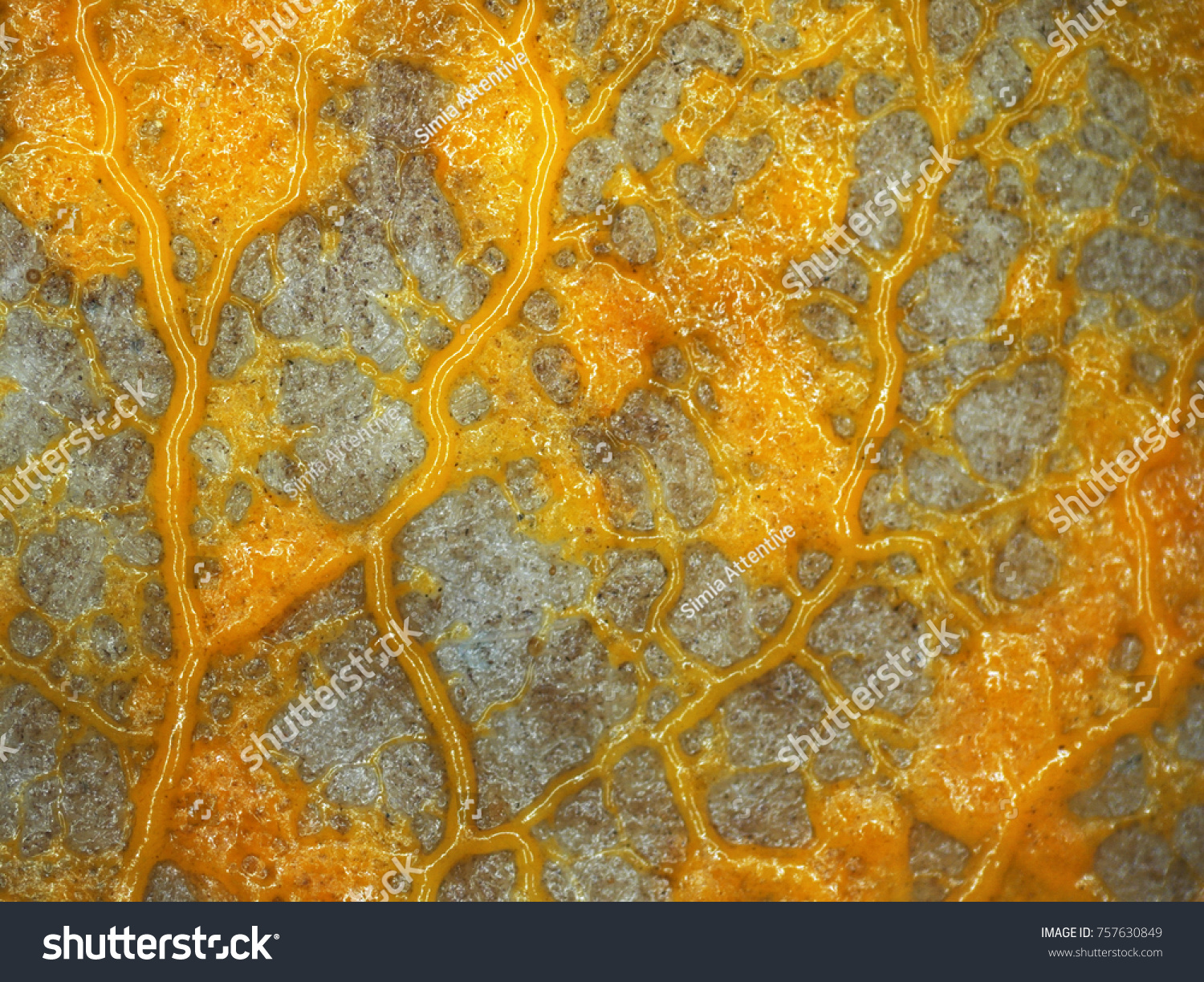 A veiny yellow plasmodium of a Physarum slime mold, or myxomycete, is crawling and moving on a substrate. Slime moulds are special organisms that gather from many microscopic unicellular amoebae #757630849